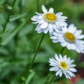 Daisies