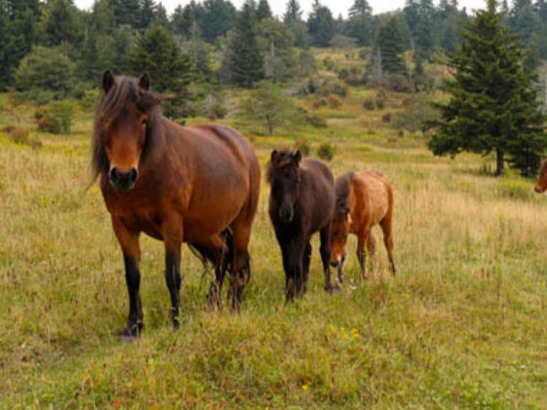 Grayson Ponies