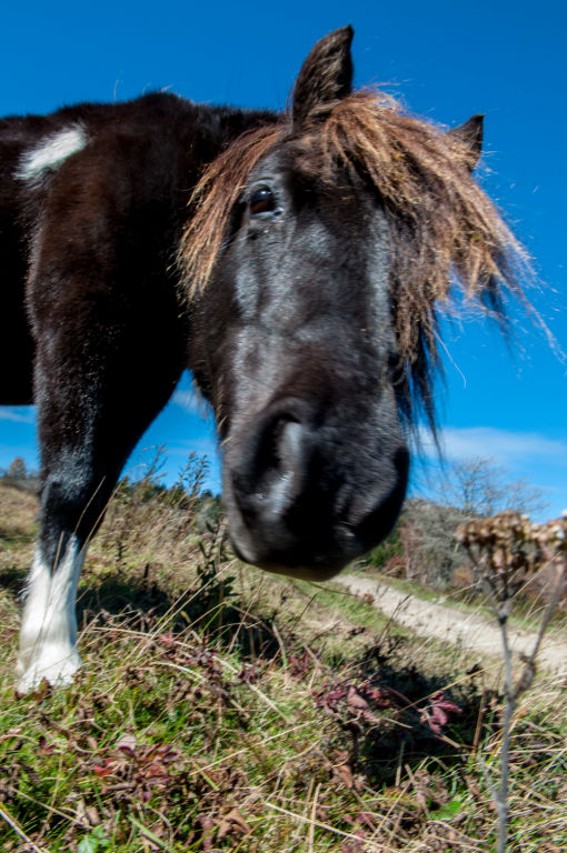 Wild Ponies of Grayson Highlands